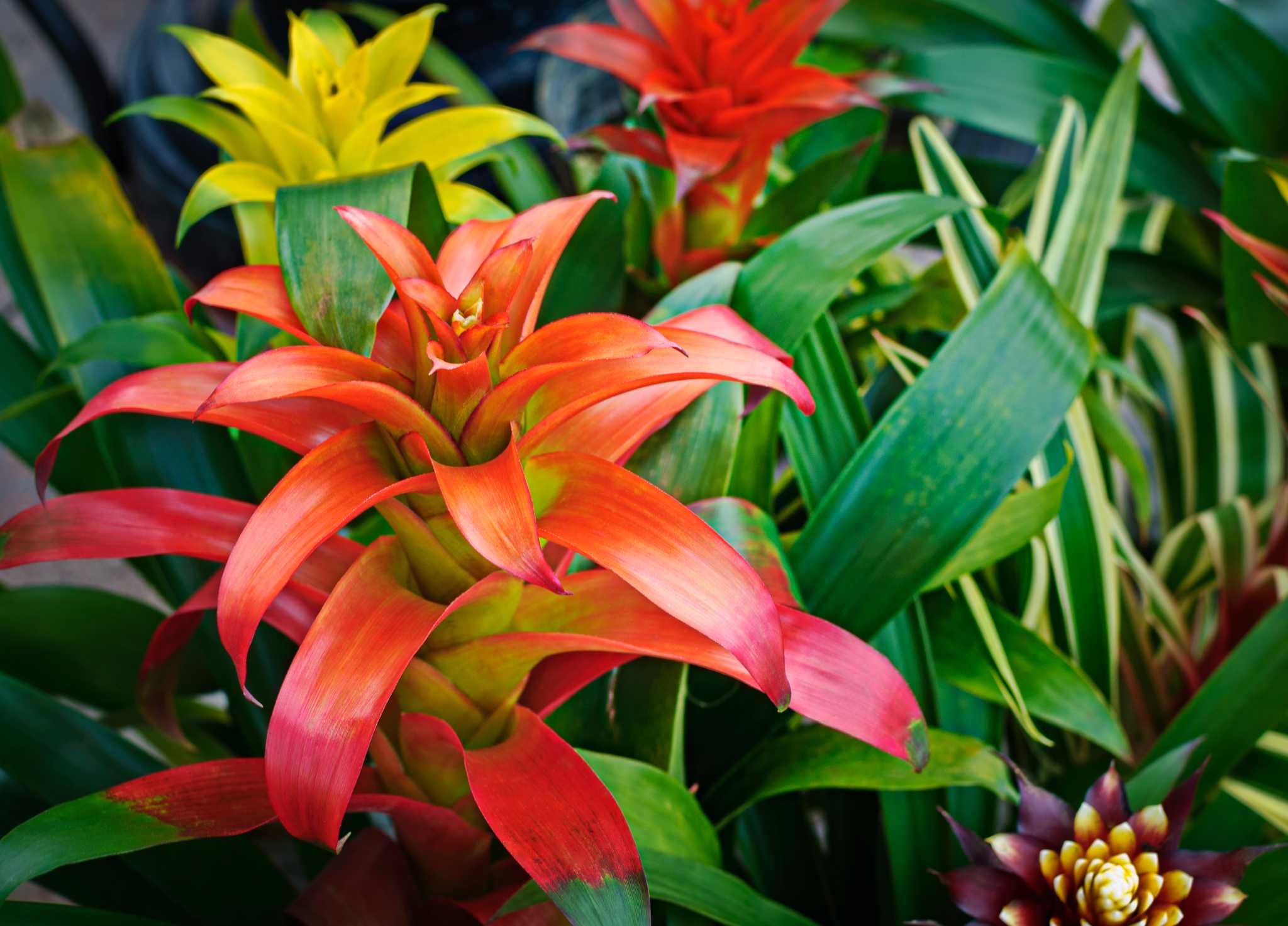 Plant questions: bromeliad ‘pups’ will root after being repotted