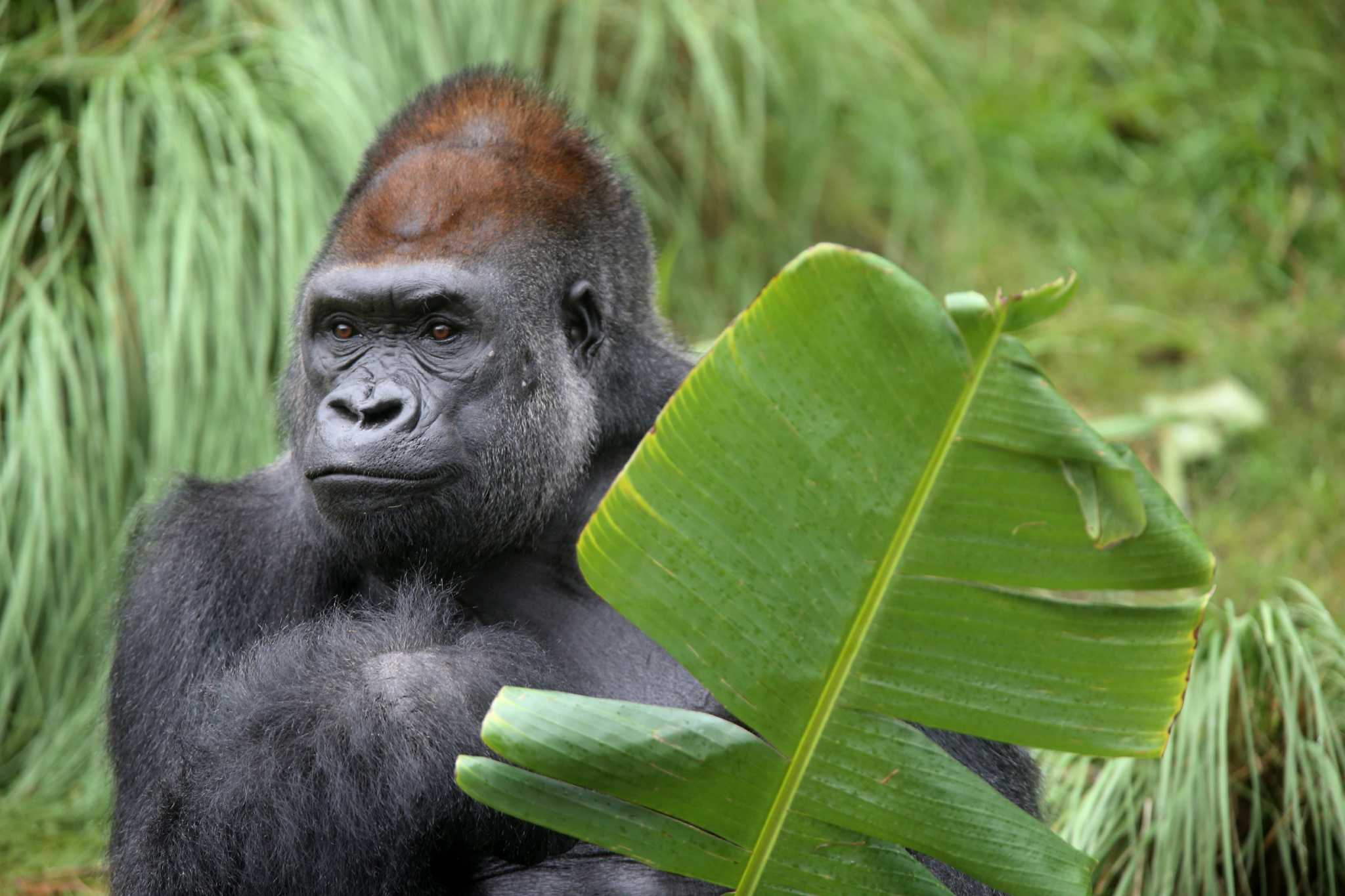 Gorillas have a swanky new habitat at the Houston Zoo, and they're