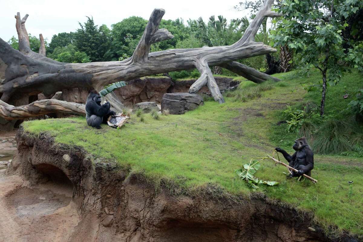 Gorillas have a swanky new habitat at the Houston Zoo, and they're