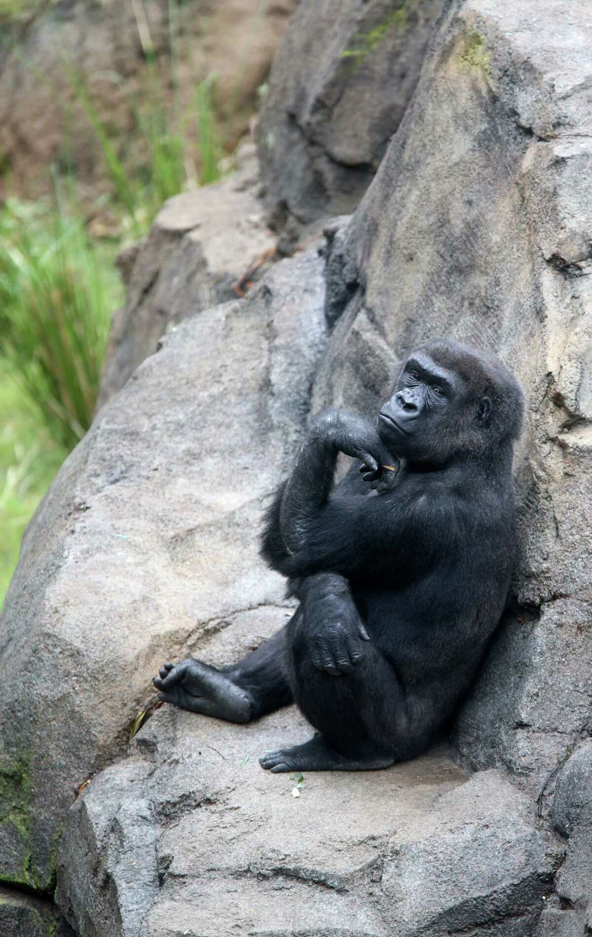 Gorillas have a swanky new habitat at the Houston Zoo, and they're