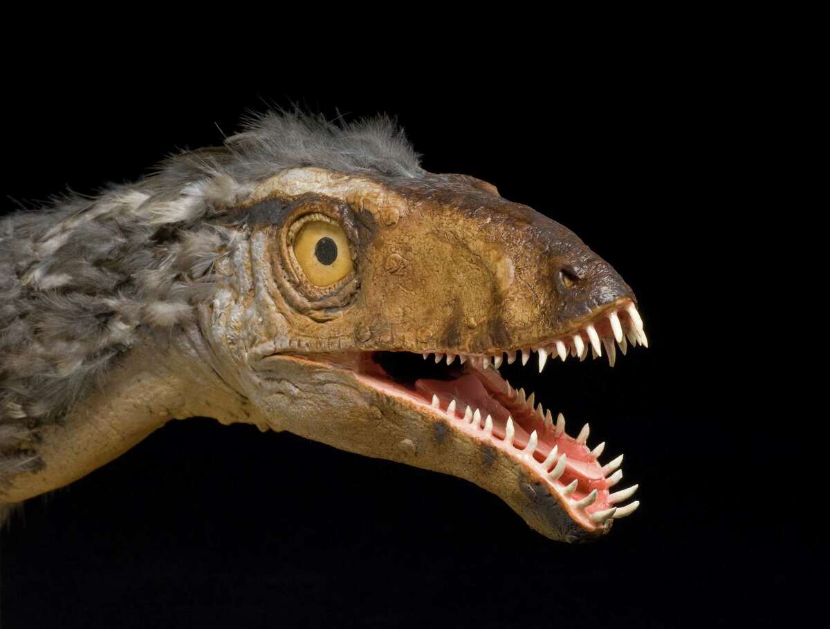 The Masiakasaurus knopflieri, a small predatory dinosaur, once roamed the lands of Madagascar. Now extinct, it hs been recreated in a model by Bruce Museum's Sean Murtha as part of "Madagascar: Ghosts of the Past." It shows some of the feathers that will be the subject of an upcoming lecture on Saturday, May 23, 2015, at the musuem. Contributed photo/Paul Mutino