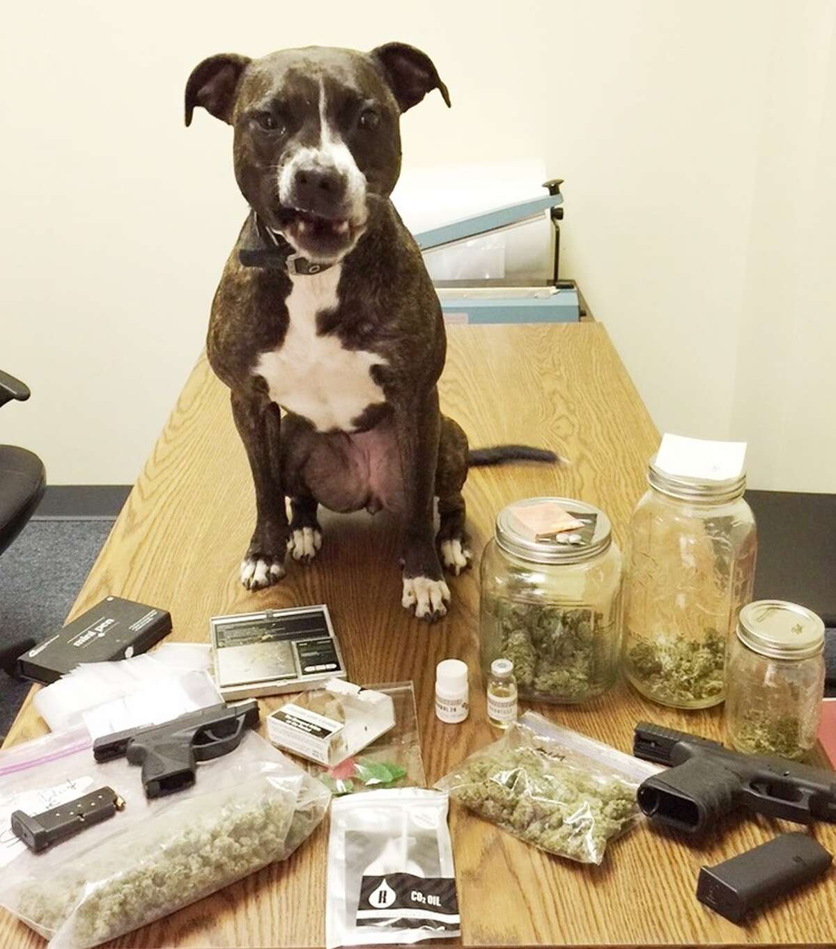 World's raddest police dog poses with drugs, guns