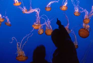 Stinging Jellyfish Fill Monterey Harbor Clog Aquarium S Intake Pipe