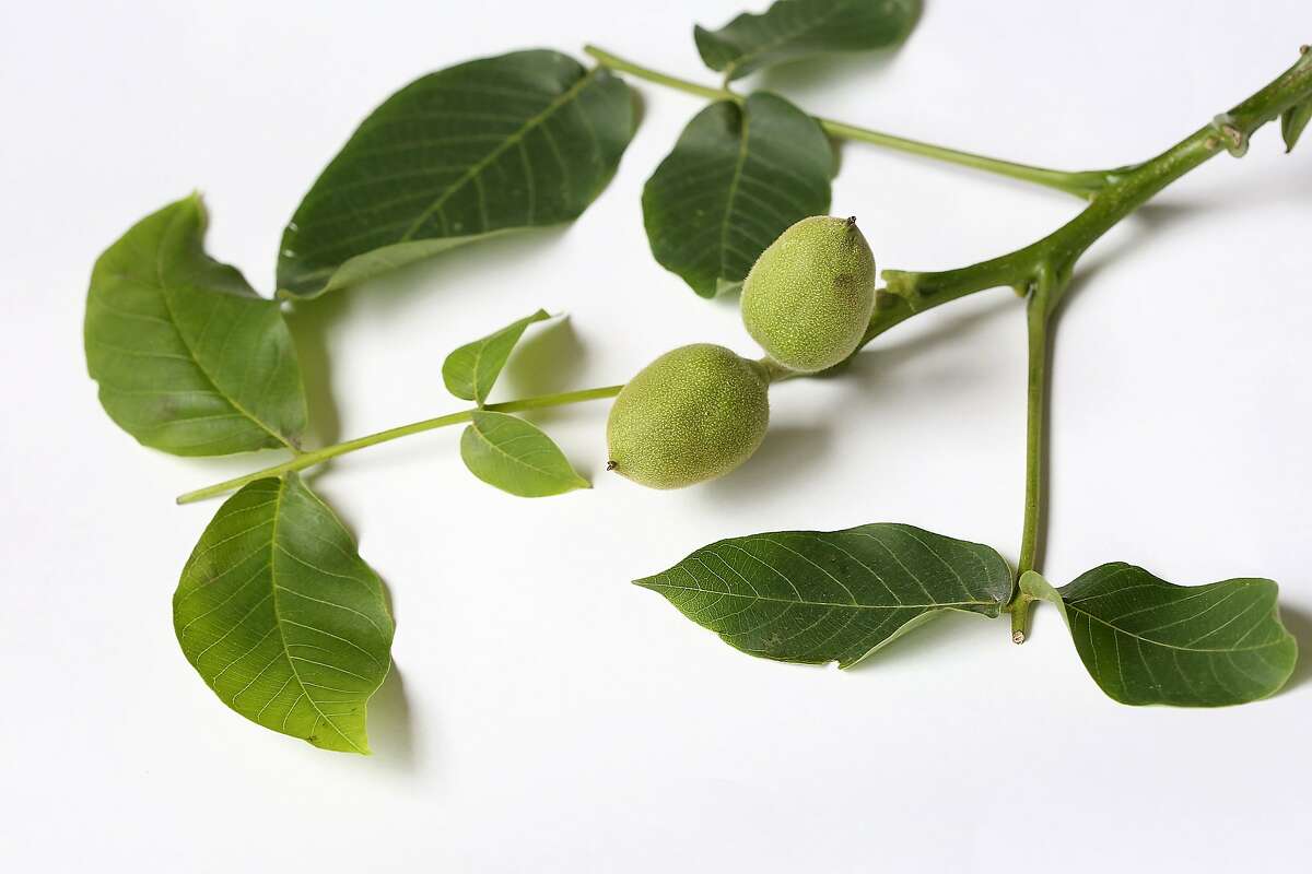 Recipe for Italian liqueur nocino starts with green walnuts