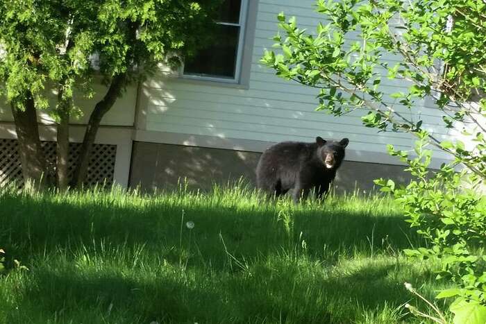 Danbury Bobcat Sightings Continue, This Time in My Front Yard