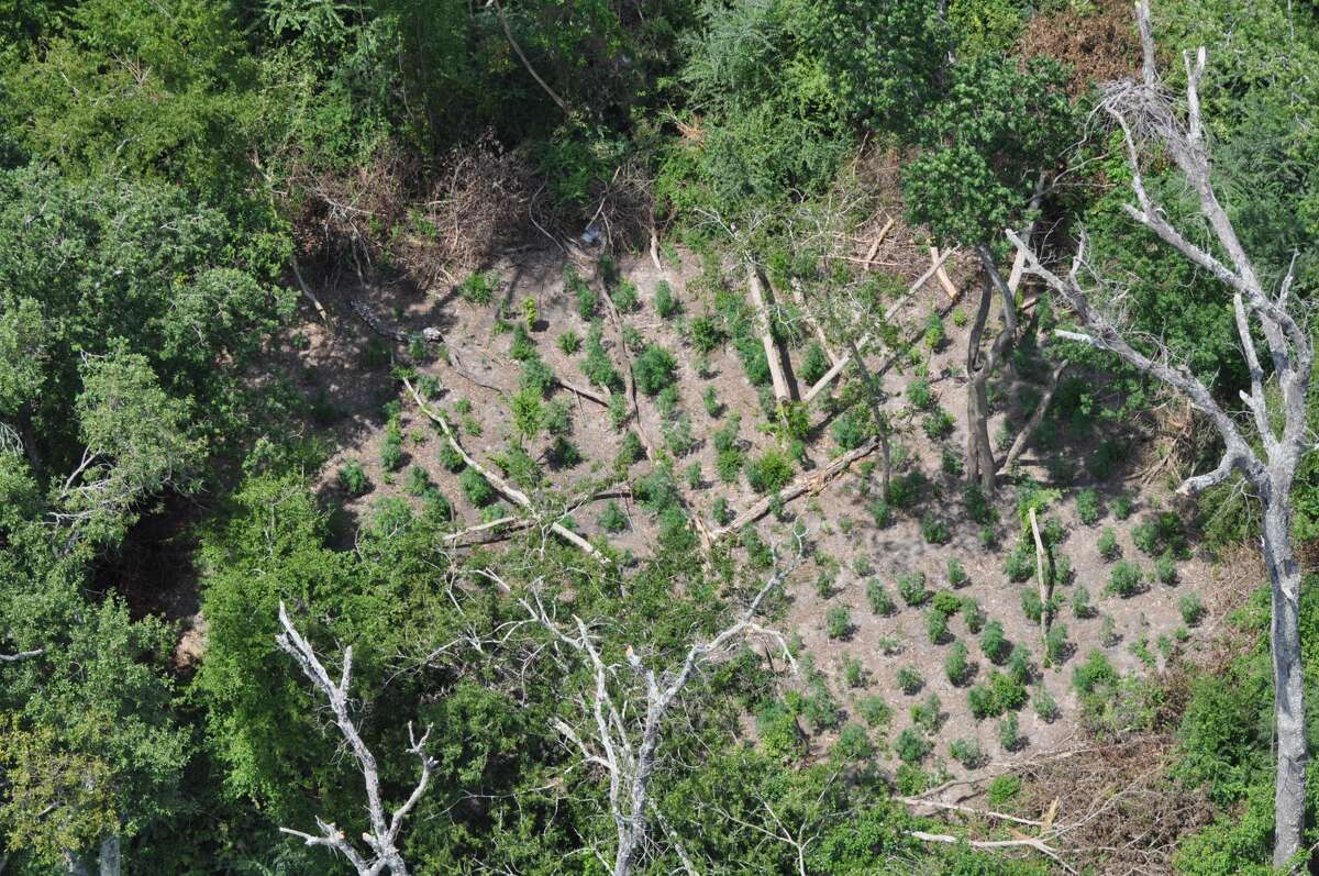 Aug. 26, 2014: A marijuana-growing operation was discovered in the Houston area thanks to an anonymous tip. Deputies reported finding approximately 1,000 marijuana plants, with some as tall as four feet in height. The estimated street value of the marijuana was set at nearly half a million dollars.