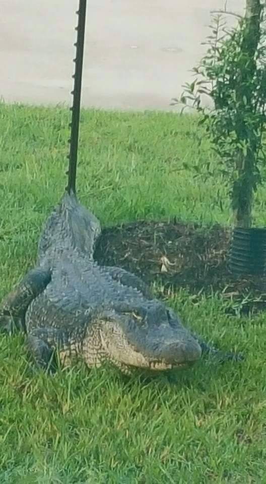 Wildlife crew near Conroe removes 9-foot gator