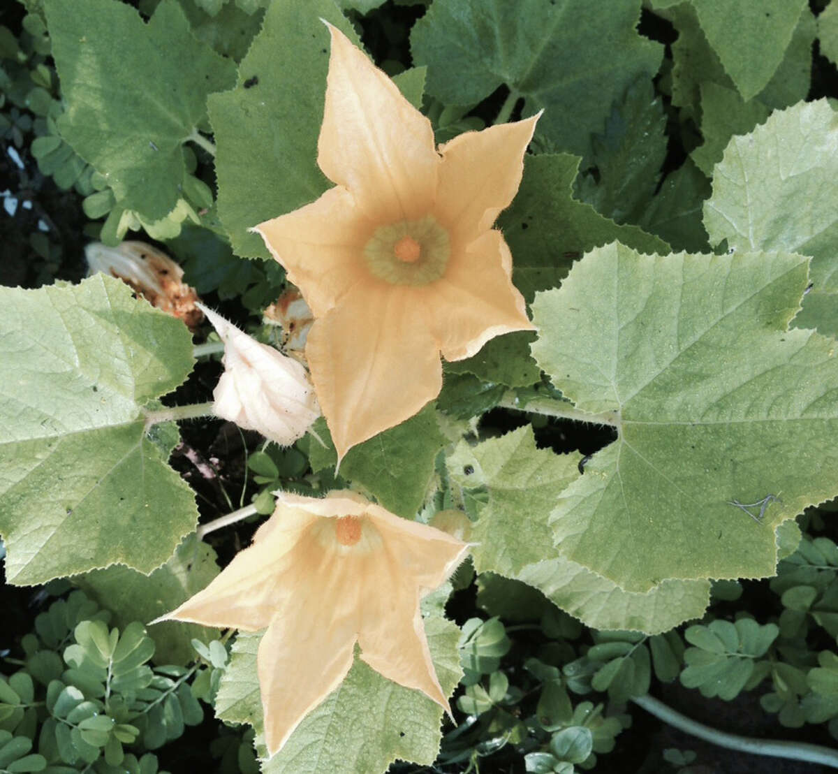 Squash blossoms bring a seasonal lesson to Hugo's