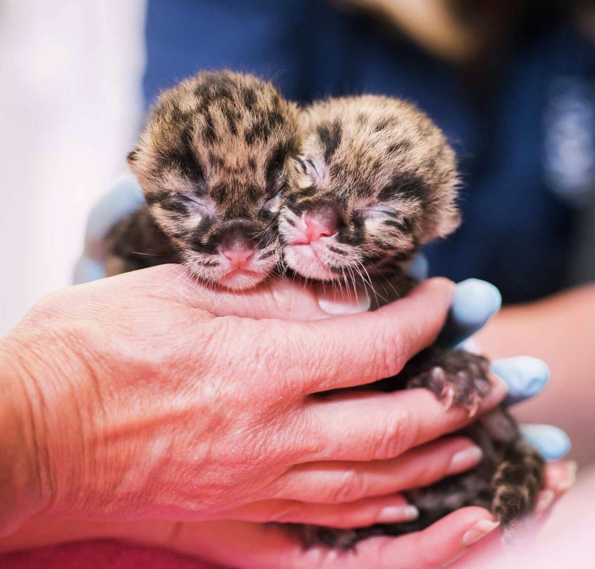 Photos: Leopard cubs born at Point Defiance Zoo