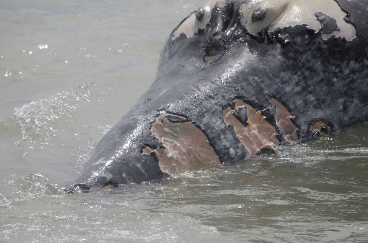 Latest Dead Whale To Wash Up Gets Towed, Dumped At Sea