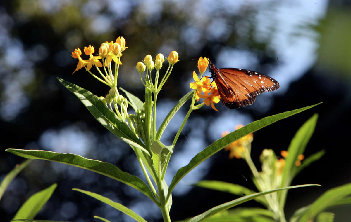 Gardeners are encouraged to plant milkweed species because it is the only plant genus on which monarch butterflies lay eggs.
