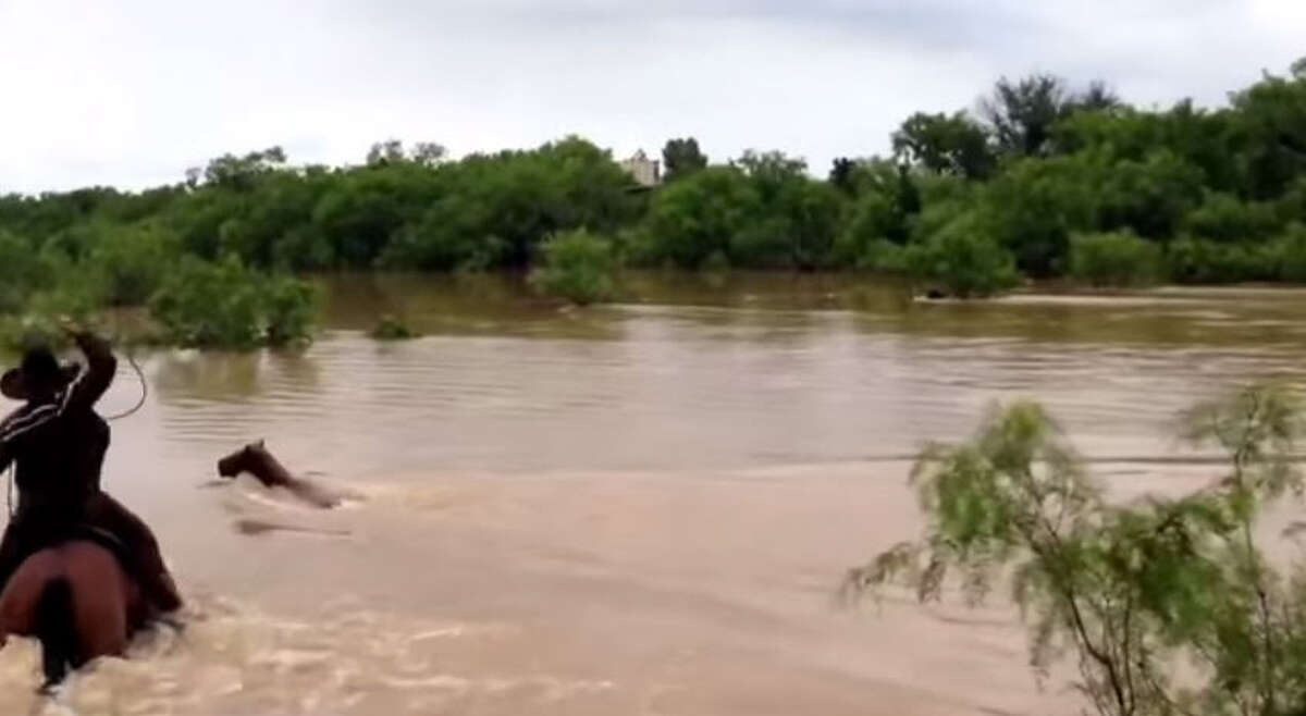 When floodwater threatened to wash away Will Barrett's prized herd of rodeo horses, he and his young boys sprung to action. They waded on horseback through the floods and even swam their ponies across the river to lasso and rescue all 31 lost livestock. Screenshot from YouTube, courtesy of Cross B Rodeo Company and Ranch