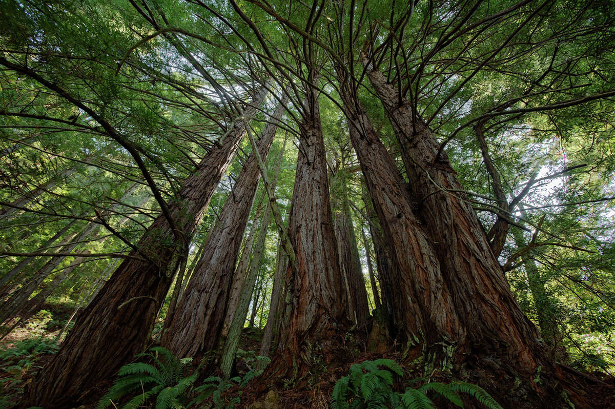 The trees at Purisima Creek are second-growth redwoods at about 100 years old. The old-growth forests were all chopped down, and all that remains of them are stumps.