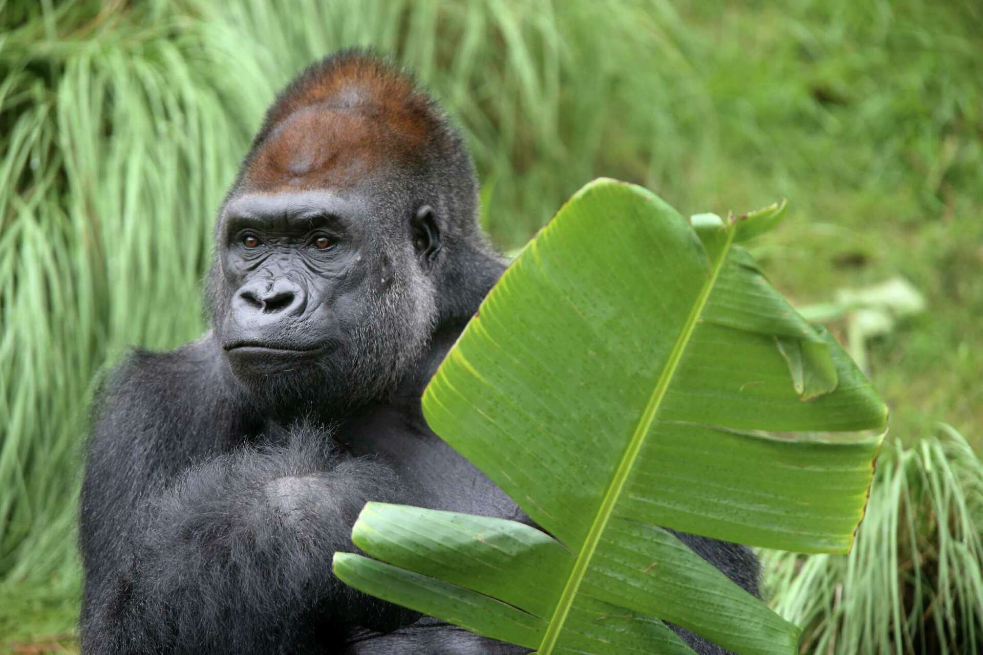 A who's who of zoo's new gorillas