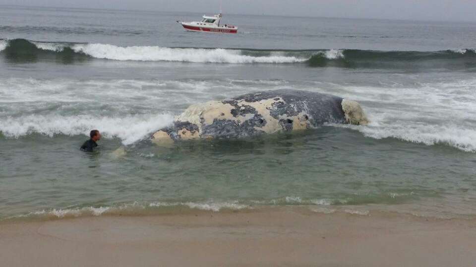 Latest Dead Whale To Wash Up Gets Towed, Dumped At Sea