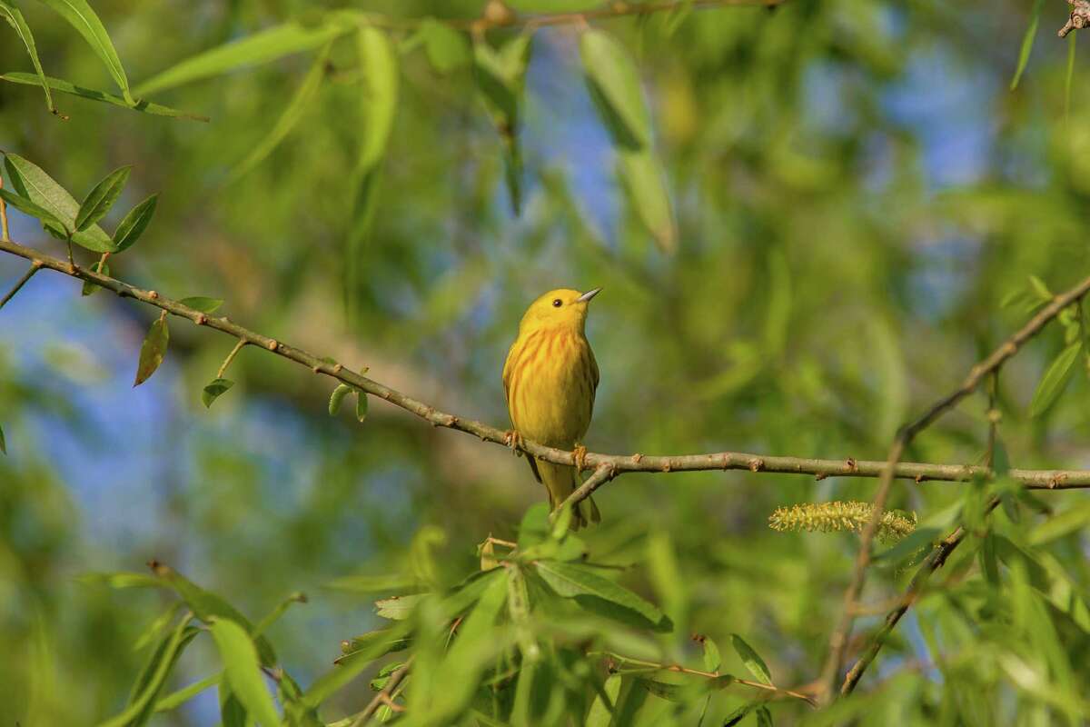 10 best birding spots in Texas