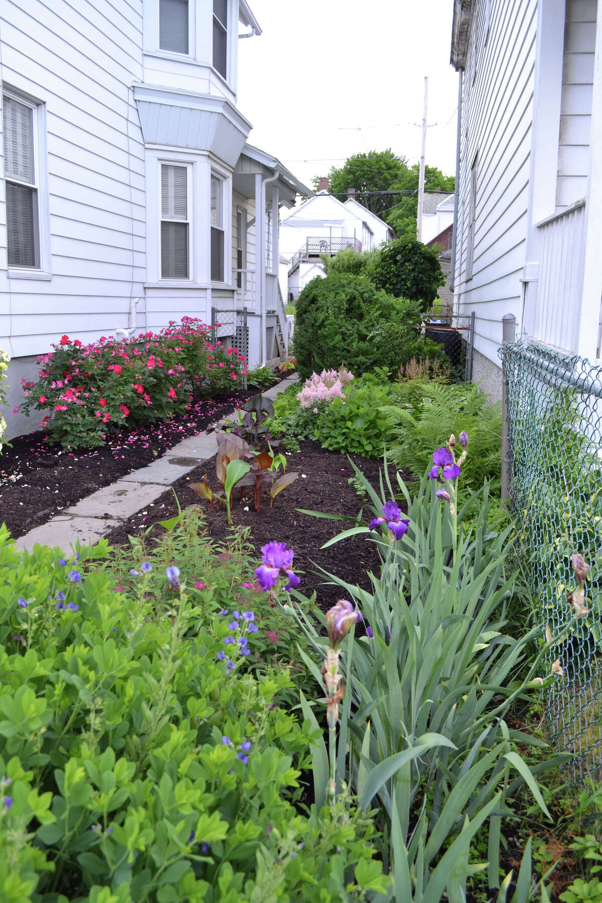 We visited DiNovo’s Lansingburgh home and toured her well-loved garden last year.