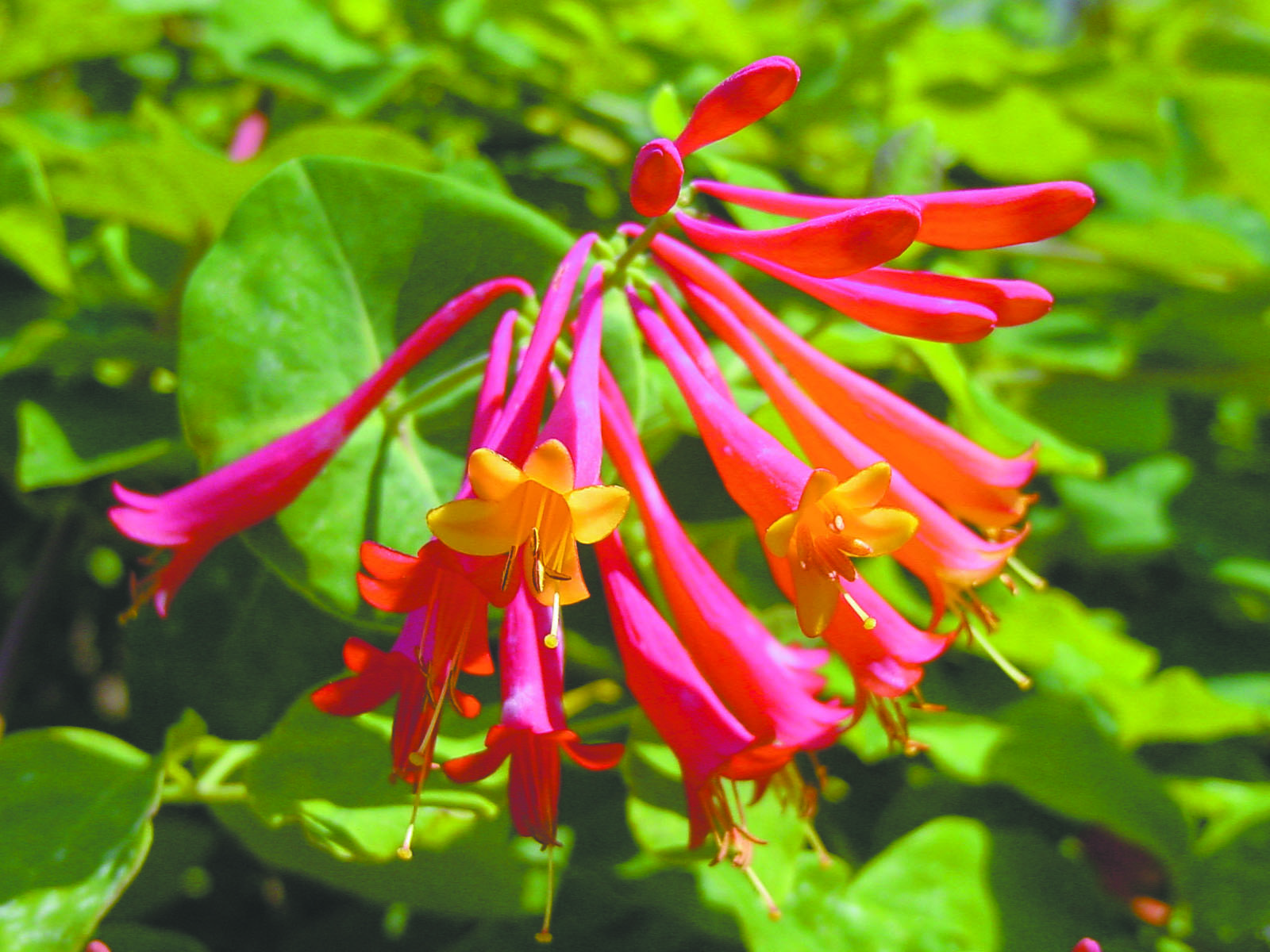 Good To Grow Coral Honeysuckle   RawImage 