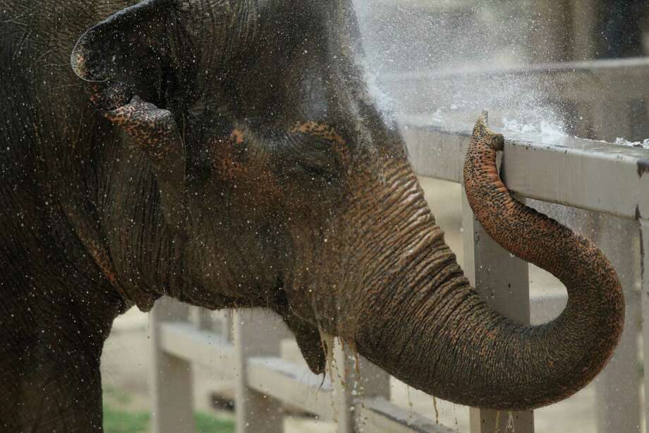 Lucky is alone, depressed at S.A. Zoo - San Antonio Express-News