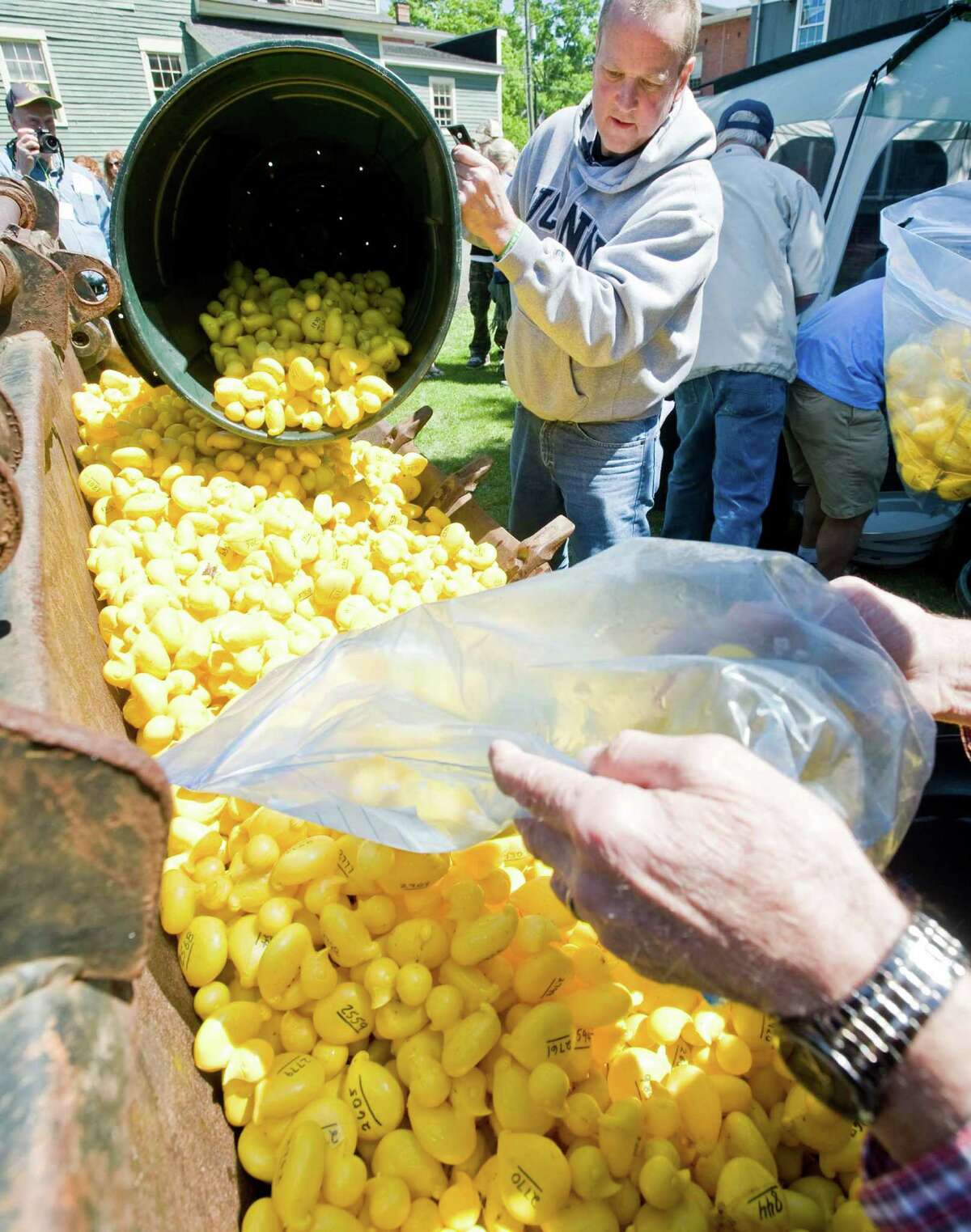 Newtown Lions Club Duck Race Committee member Doug Body pours some of the 3458 ducks into the bucket of a backhoe to be transported to the start of the Newtown Lions Club's 15th annual Great Pootatuck Duck Race in Sandy Hook. Saturday, May 23, 2015