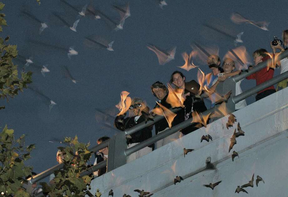Months After Harvey See How The Bat Colony Is Faring At Waugh Visitors To The Waugh Bridge Can Get An Up Close View Of Bats That Call