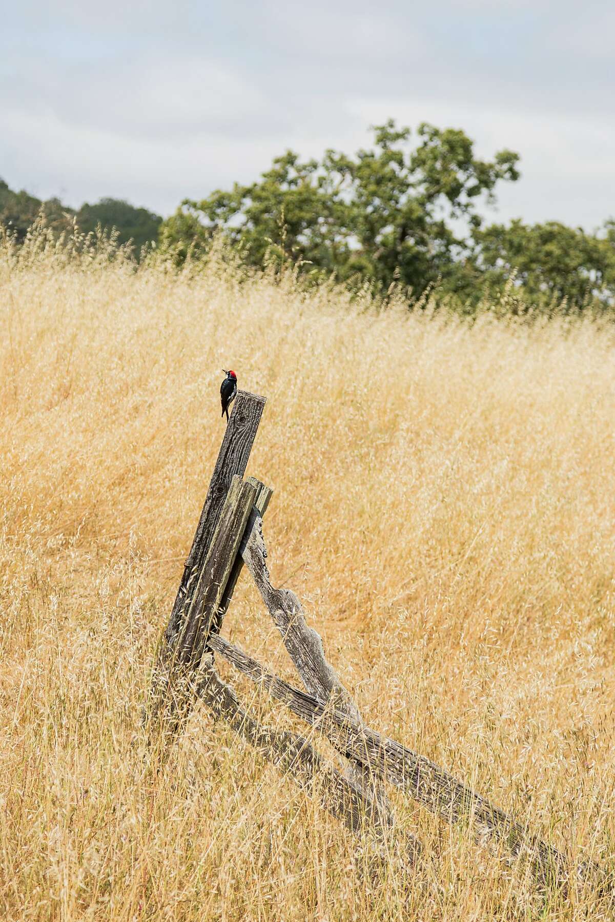 A woodpecker on a post at Olompali State Historic Park in Novato, Calif., Wednesday, May 20, 2015.