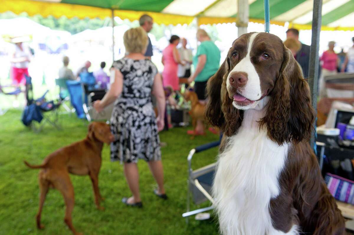 An alldogs weekend to arrive in Norwalk