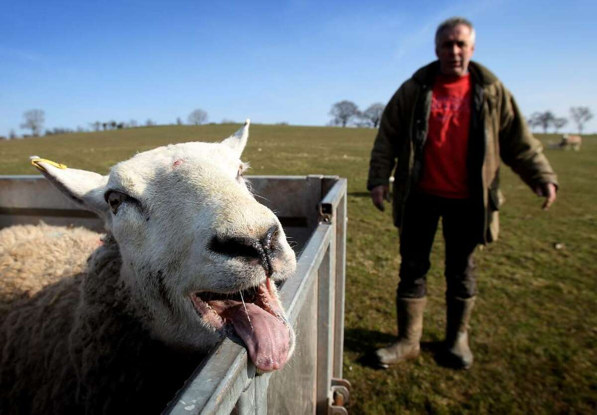 BRECON, WALES - MARCH 11: Farmer Dai Brute surveys sheep in one of his fields at Gwndwnwal Farm on March 11, 2010 in Brecon, Wales. Dai Brute runs Gwndwnwal Farm in Llan-Talyllyn, Brecon with his wife Dulcie Brute and son Paul Brute. February to May is lambing season where day and night is spent delivering new born lambs. The family is currently working hard during lambing season which lasts from February - May, during which their dedication and hard work can result in over 1200 new lambs being added to the flock over a season. (Photo by Chris Jackson/Getty Images) *** Local Caption *** Dai Brute