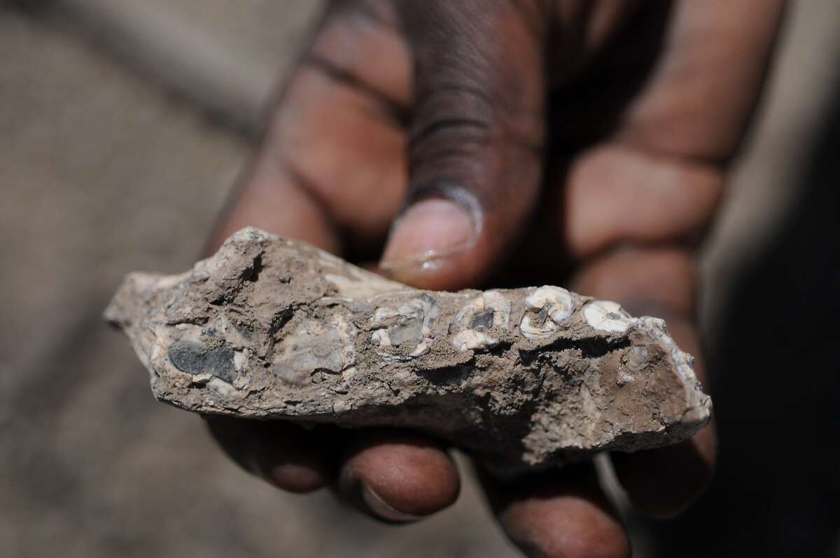Ethiopian fossils indicate new forerunner of humans