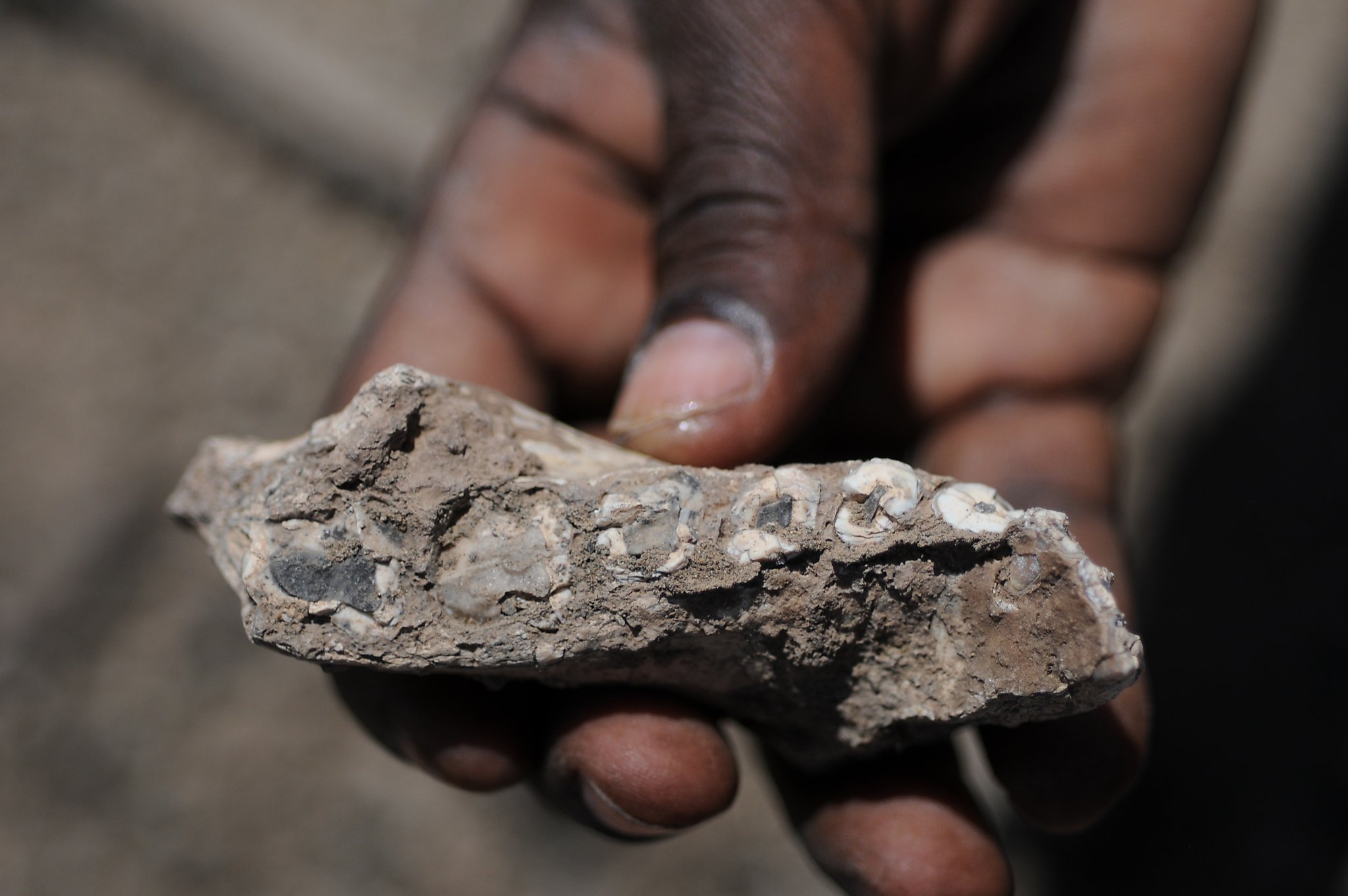 Ethiopian fossils indicate new forerunner of humans