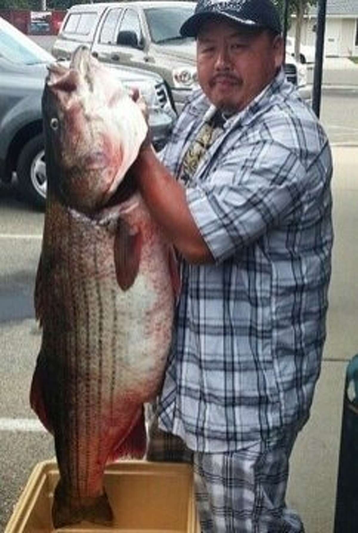 Striped Bass Catch Soars To Rare Levels Around Bay