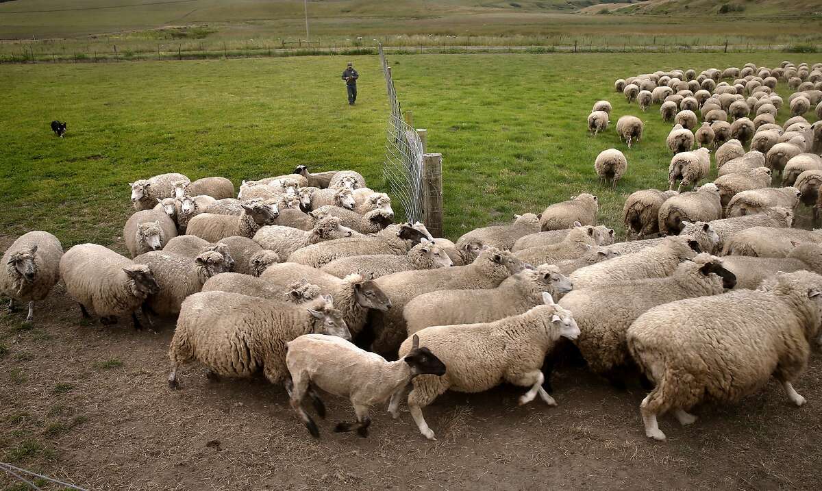 Sheep Rancher Chris Cornett moves a small flock of his sheep into a pen as seen on his ranch Wed. May, 27, 2015, near Petaluma, Calif.