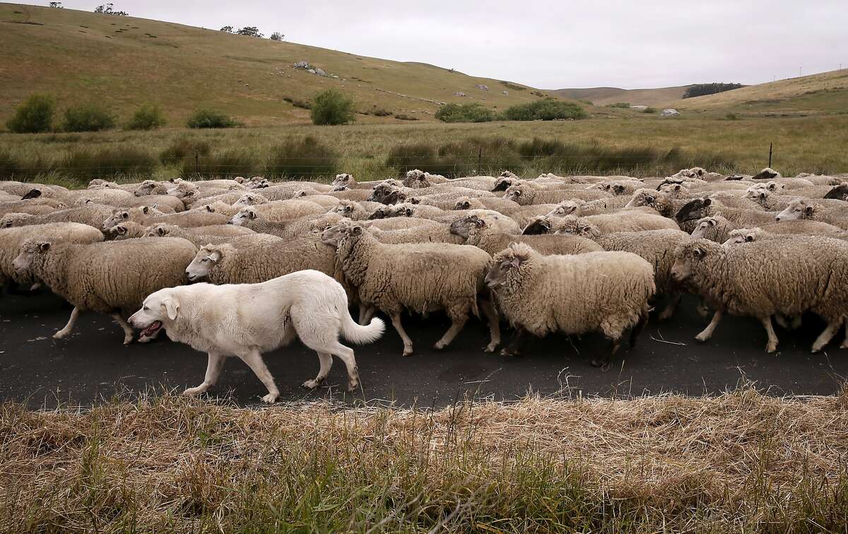 Sheep Rancher Chris Cornett uses Great Pyrenees dogs to guard his flocks of sheep as a form of non-lethal predator control, as seen on his ranch Wed. May, 27, 2015, near Petaluma, Calif.