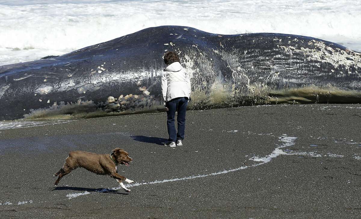 FILE - In this Wednesday, April 15, 2015 file photo, a woman looks at the body of a whale on the beach in Pacifica, Calif. The carcass of the 50-foot sperm whale washed ashore at the Pacifica beach just south of San Francisco. On Tuesday, May 26, 2015, another dead whale washed ashore in Northern California, the twelfth carcass to beach in the past few months, a number that is higher than in recent years but not a record. (AP Photo/Jeff Chiu)