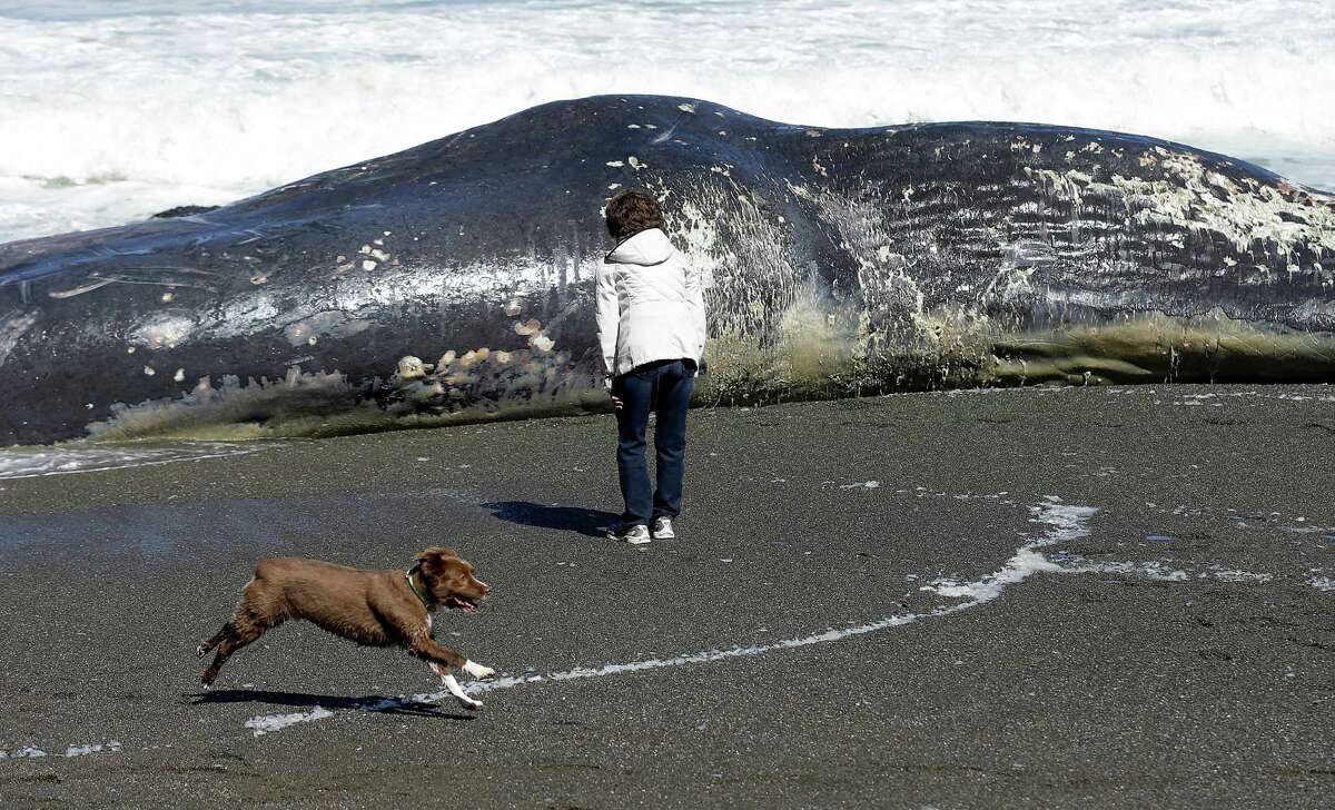 The carcass of a sperm whale washed ashore just south of San Francisco on April 15. On Tuesday, another dead whale washed up in Northern California, the twelfth carcass in the past few months.
