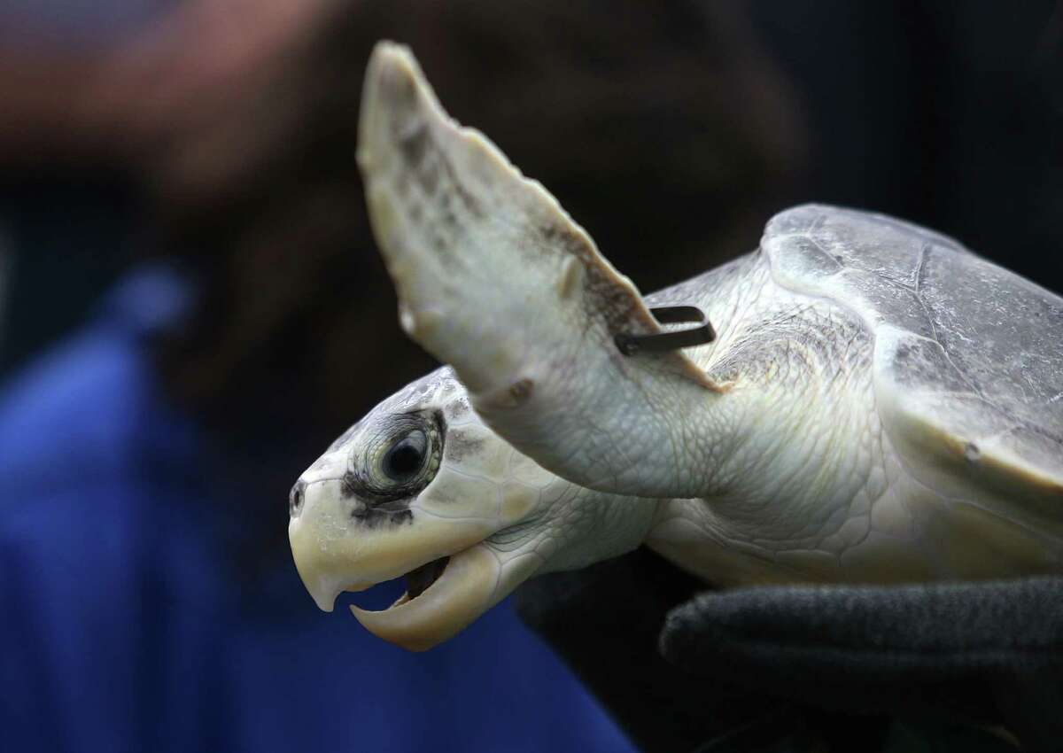 A Kemp's ridley turtle is released into the wild at Stewart Beach on Wednesday, May 27, 2015, in Galveston. Houston Zoo, NOAA Fisheries, Moody Gardens released 51 turtles. Forty-nine of the turtles are Kemp's ridleys and were part of a group brought in last December after suffering from the cold in Cape Cod, New England. The other two turtles, one Kemp's ridley and one loggerhead were already at NOAA facility for treatment and rehabilitation.