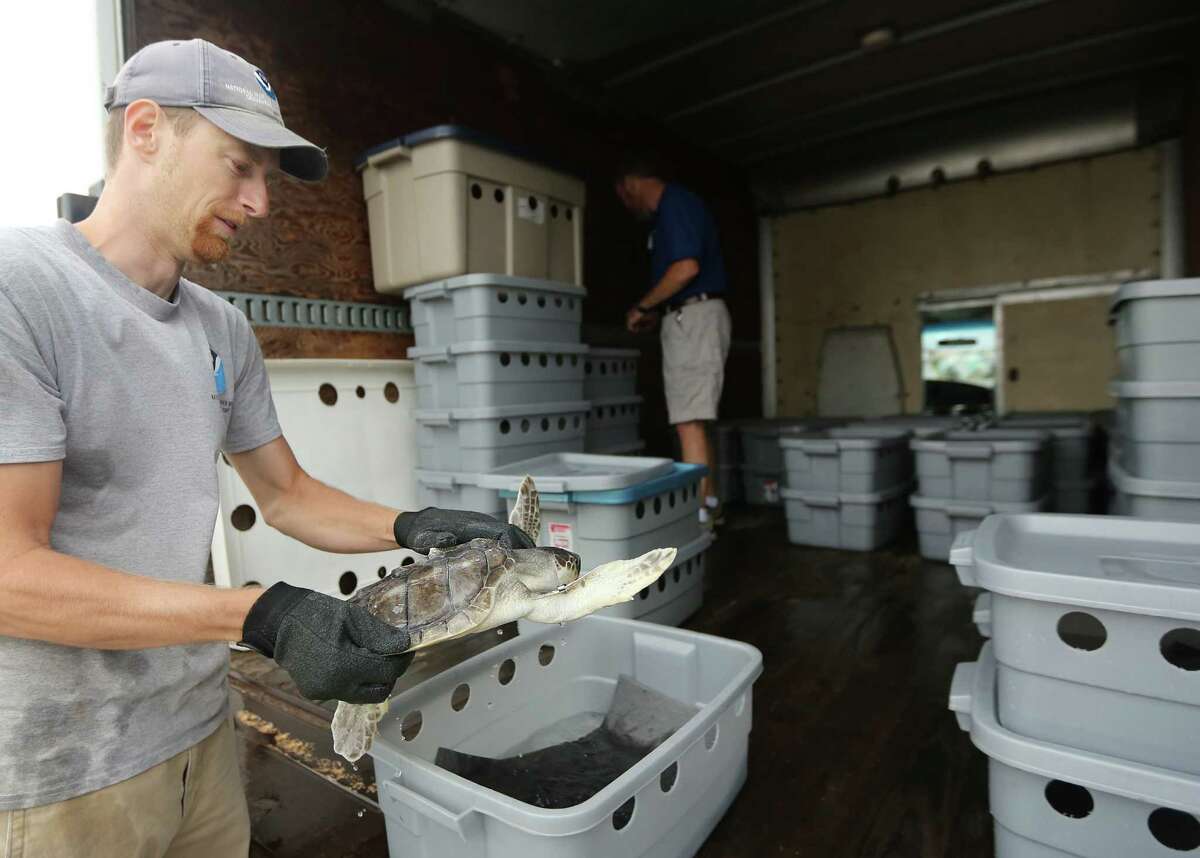 Andy Krause, of NOAA Sea Turtle Facility, unload turtles at Stewart Beach on Tuesday, May 26, 2015, in Galveston.