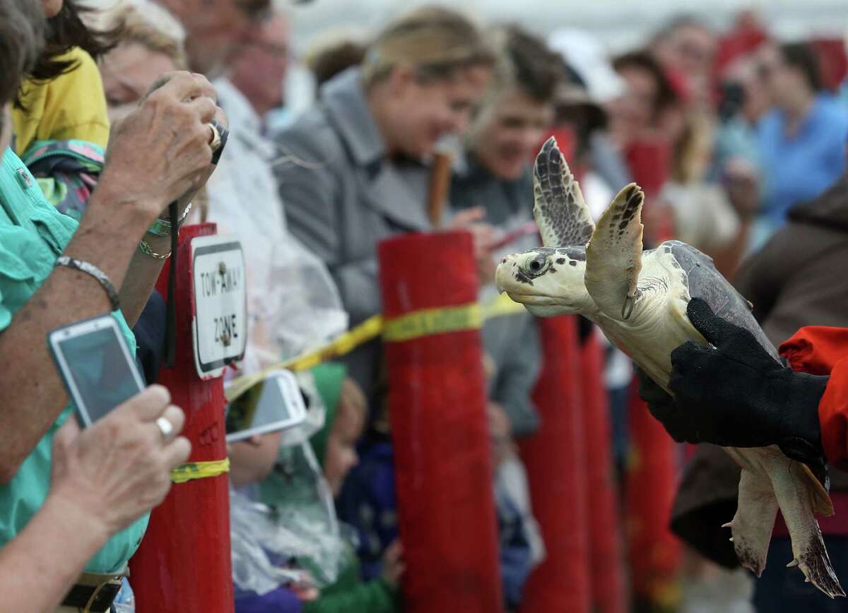 The crowd views a Kemp's ridley turtle before its release into the Gulf on Wednesday, May 27, 2015, in Galveston.