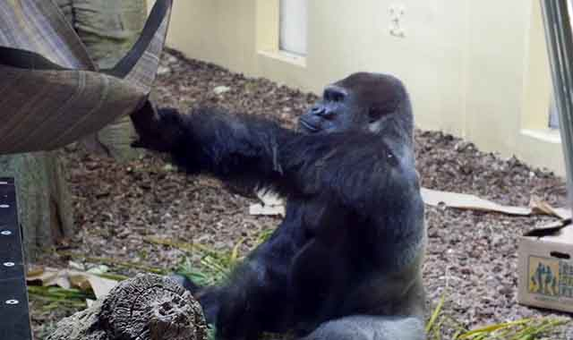 Video: One of the Houston Zoo's gorillas has a heart condition