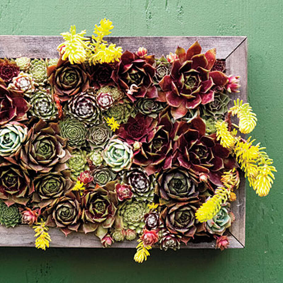 15 lowwater plants for small, container gardens SFGate