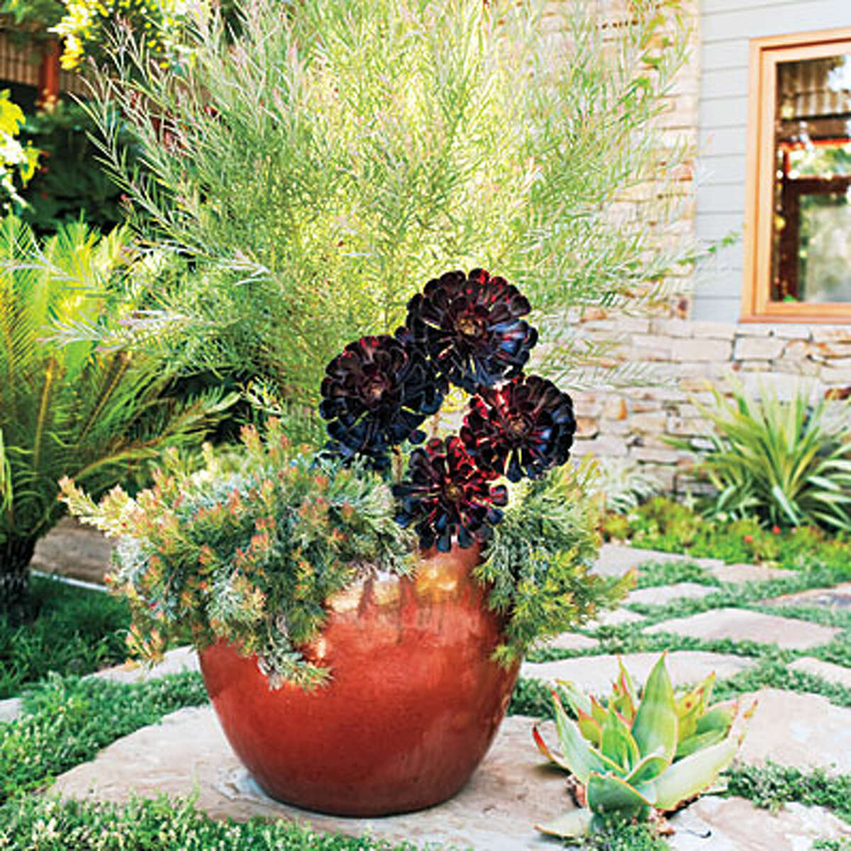 15 lowwater plants for small, container gardens