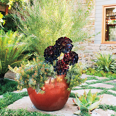aloe vera outdoor plant ALOE VERA PLANT: Benefits, Care Tips & More – Plantology Lab Trading