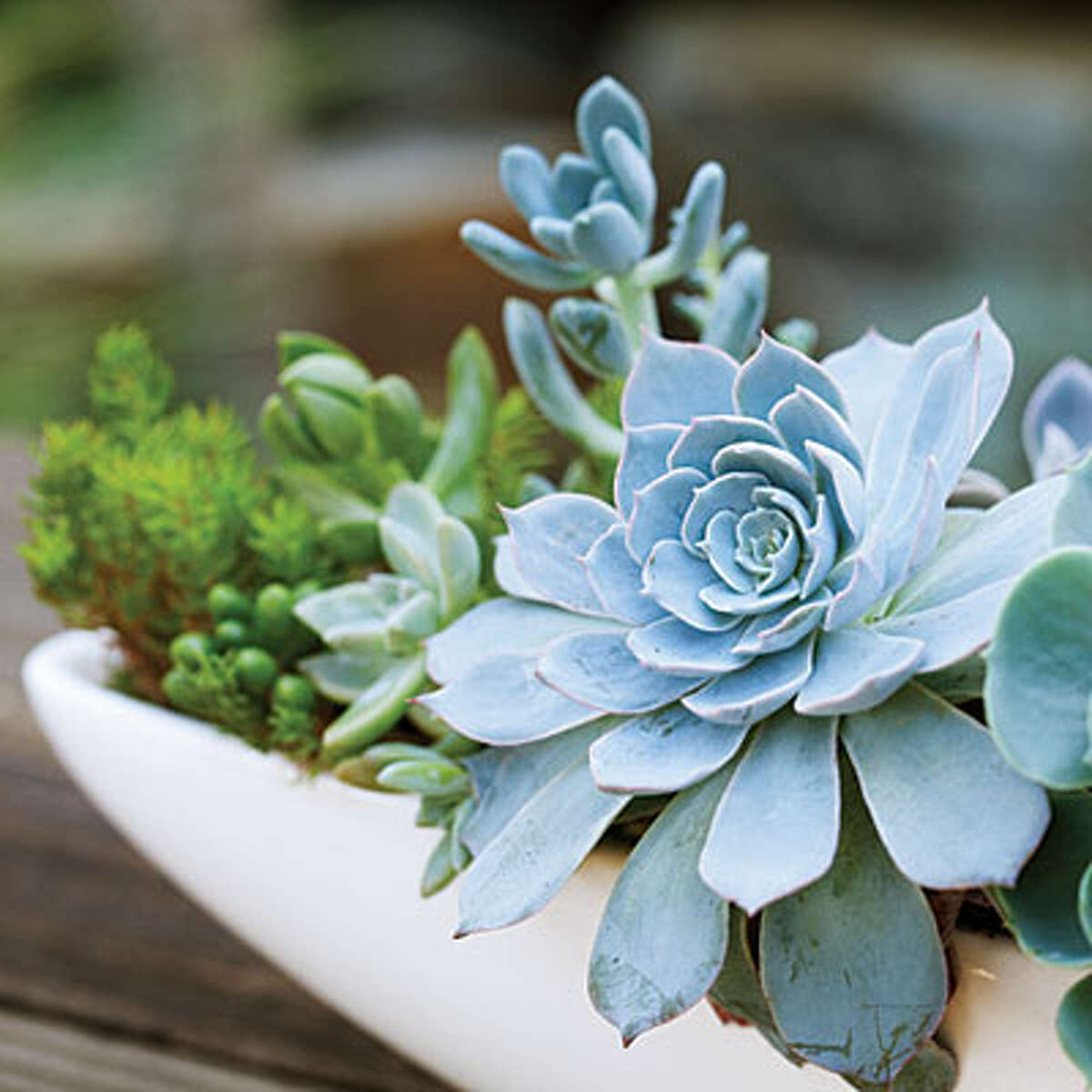 15 lowwater plants for small, container gardens