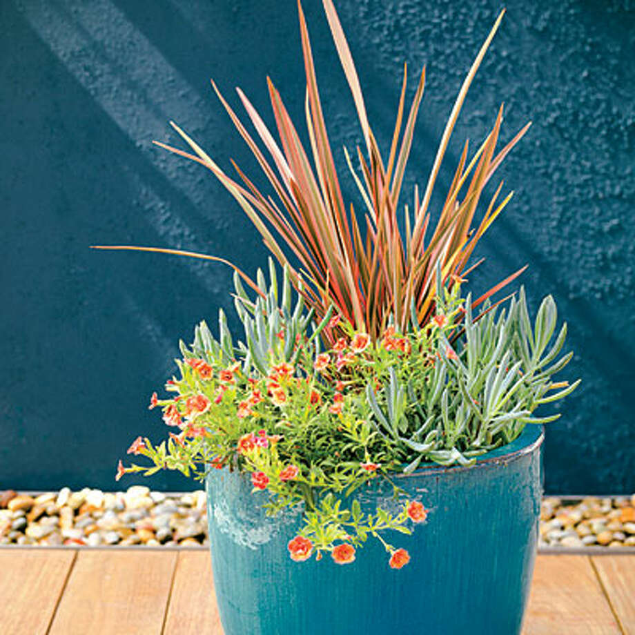 15 lowwater plants for small, container gardens SFGate
