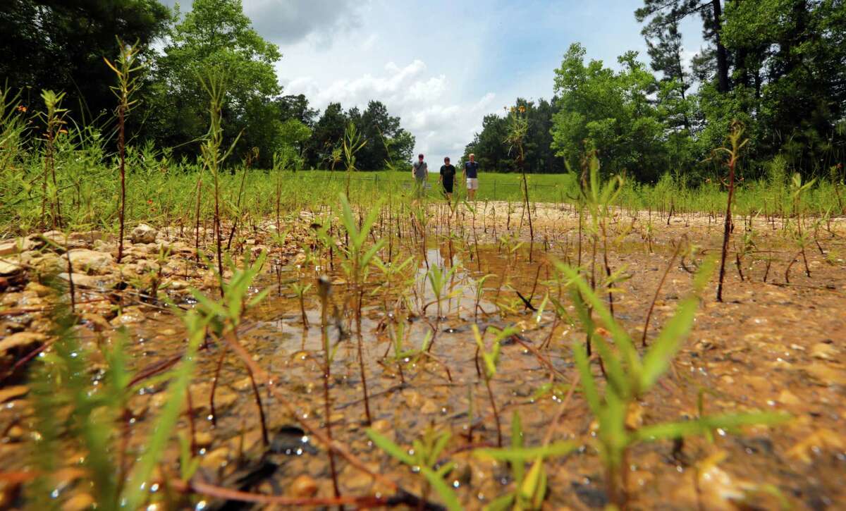 This flooded area in The Woodlands is a perfect spot for mosquito-breeding, experts say.