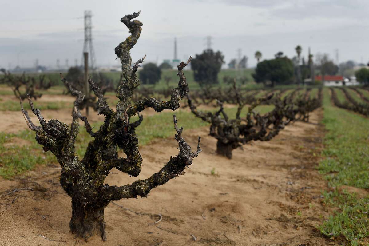 Winemaker Tegan Passalacqua makes wine from old vines such as these that are planned in sandy soil, Wednesday March 5, 2014, in Oakley, Calif. Passalacqua, who works for Turley vineyards is starting his own label called, Sandlands, because he some of his wines come from old vines are planted in a sandy soil.