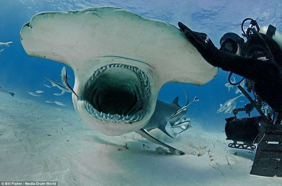 Joe Romeiro, 'shark whisperer,' interacts up close with sharks