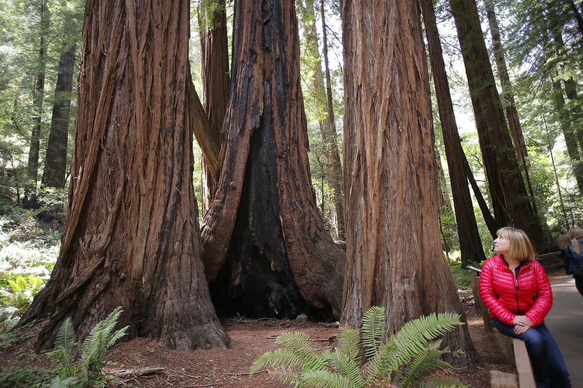 Emily Burns, the Director of Science with, Save the Redwoods League near a cluster of Redwoods at the Muir Woods National Monument, Calif. on Fri. May 29, 2015. The tree in the center was climbed by researchers, the first time even a tree was climbed in Muir Woods, where core samples were taken last year showed the tree being 777 years old. The trees are found in the Cathedral Grove area of Muir Woods.
