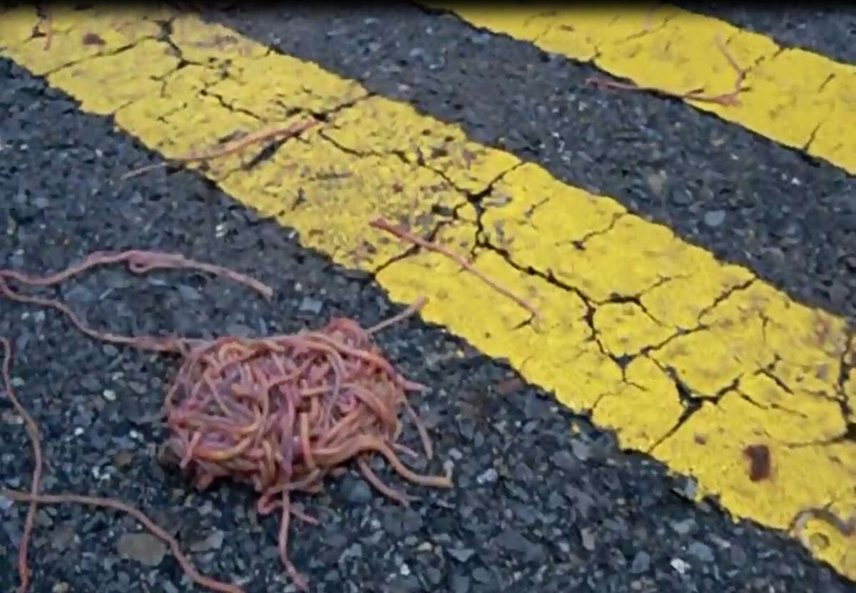 These "earthworm herds" appeared on roadways at Eisenhower State Park near Denison, Texas following heavy Texas flooding.