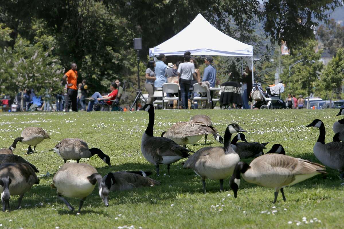 Picnickers along the shore of Lake Merritt as seen on Sat. May 30, 2015, in Oakland, Calif. Regular patrols by the Oakland Police Department over the weekends has cut down on the use of barbecues.